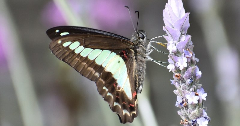 播磨の生き物：昆虫、両生類、爬虫類