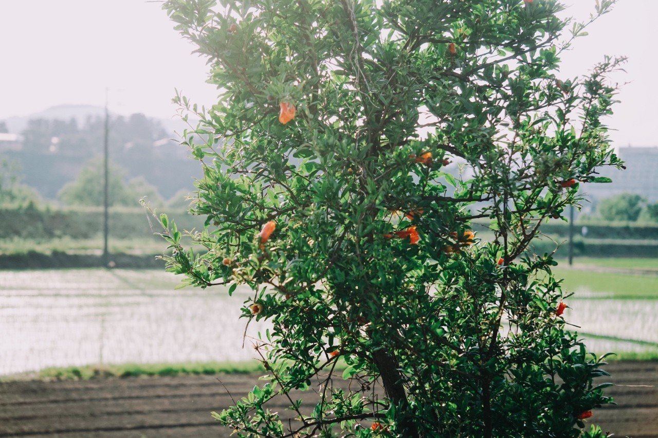 ザクロの木｜kouseiman