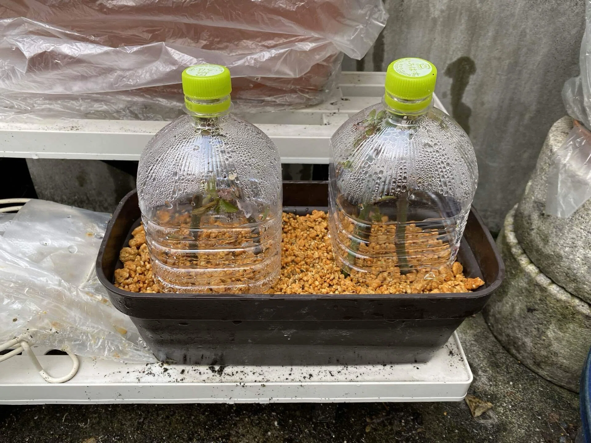 薔薇 挿し木 ペット ボトル