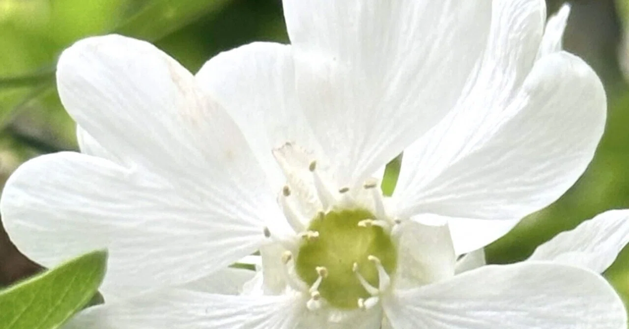 利休梅｜EGGSEED