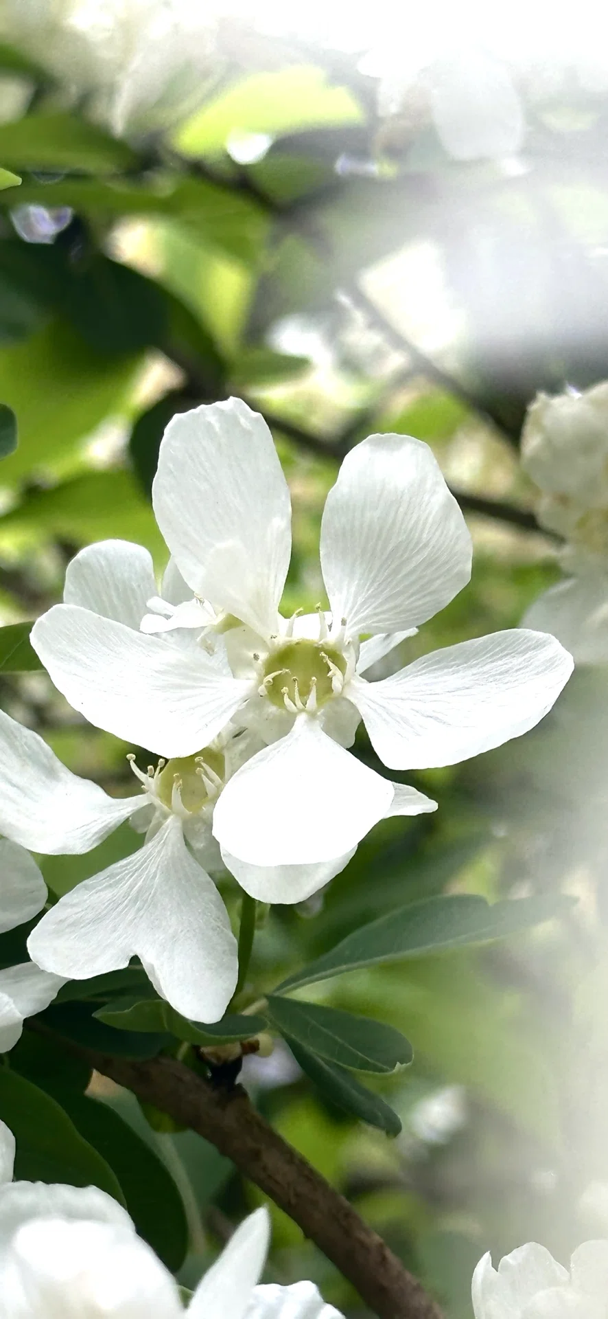 利休梅｜EGGSEED