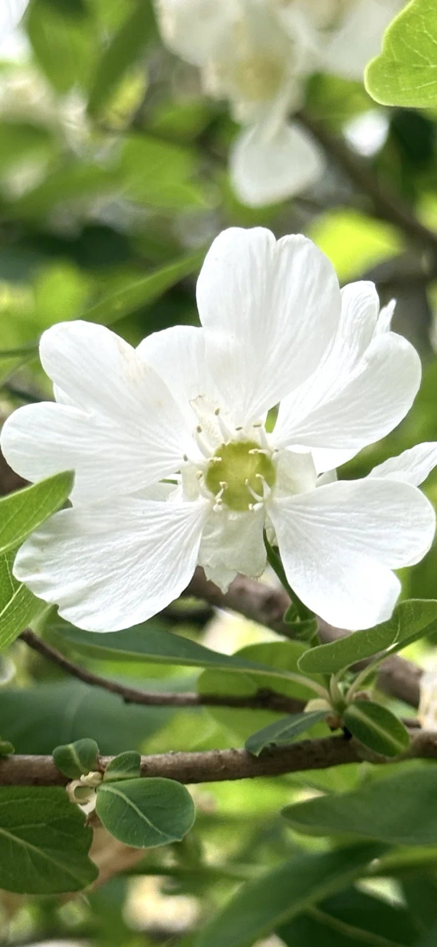 利休梅｜EGGSEED
