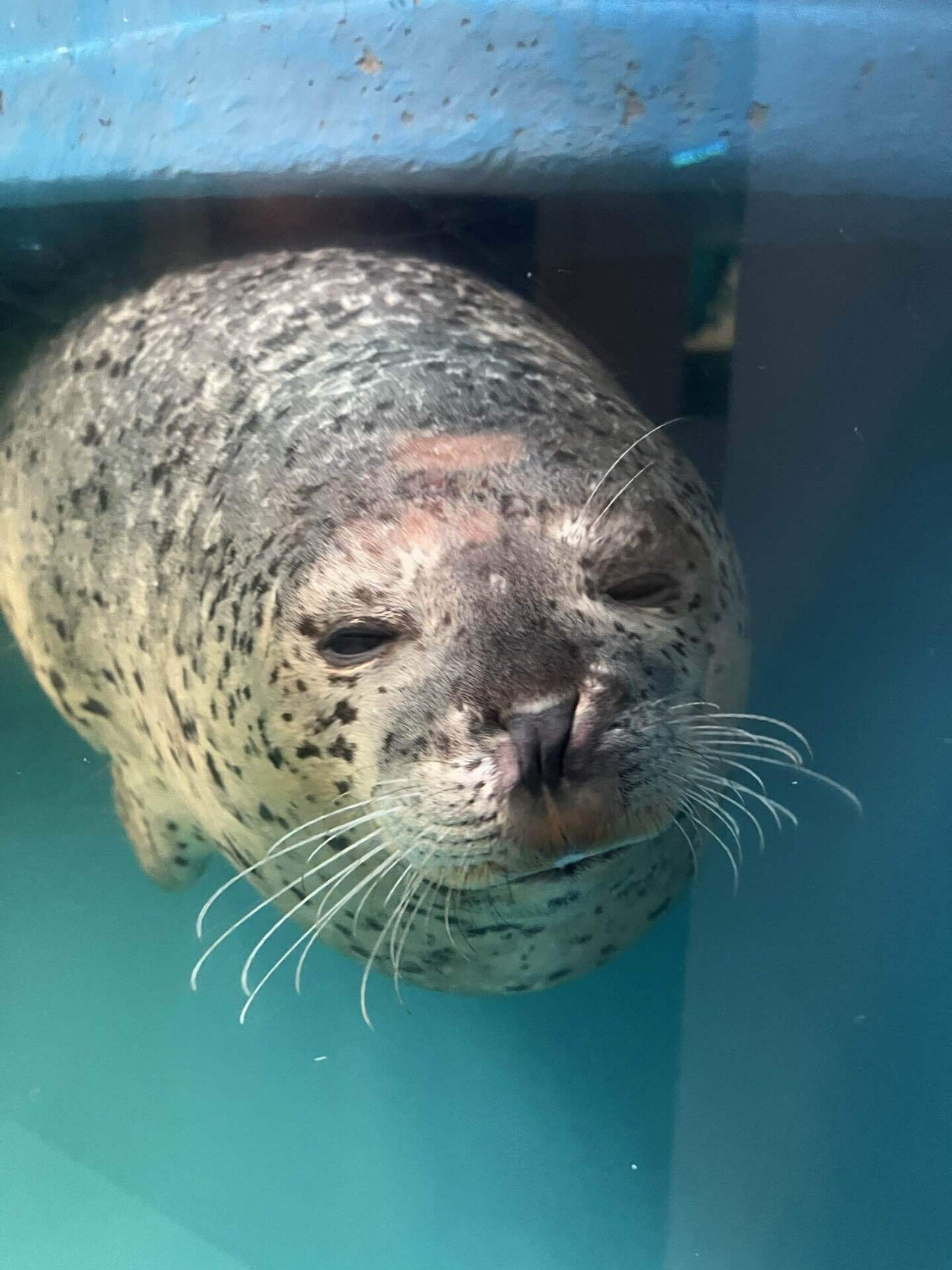 アザラー、北へ行く～第2回 都会暮らしのアザラシ～｜ベッチ