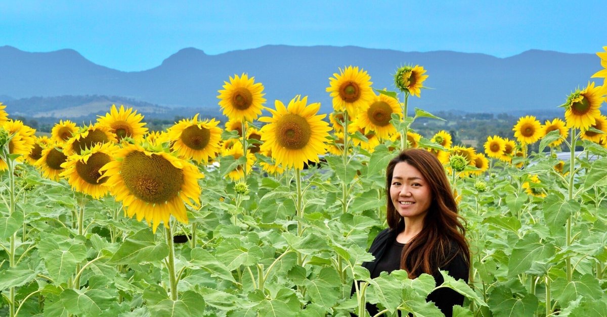 Kalbar Sunflower Festival 2024🌻ブリスベン近郊でひまわりを