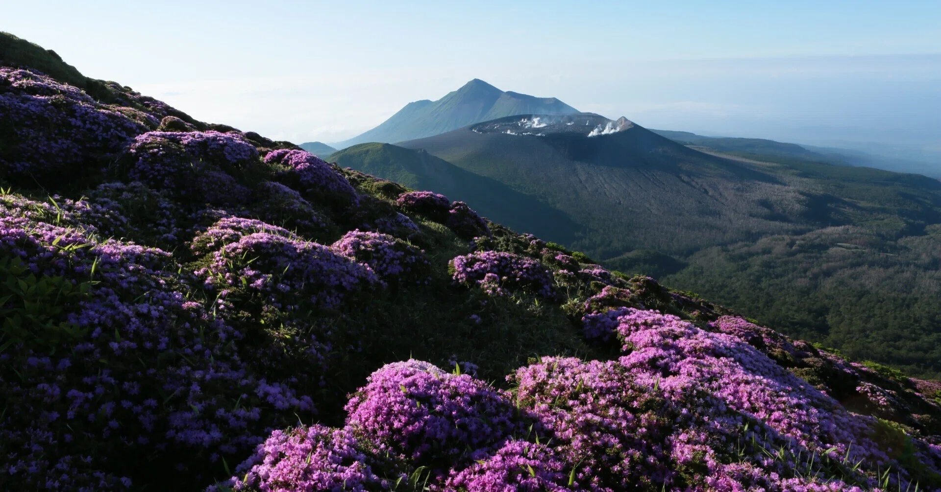 韓国岳のミヤマキリシマ（2019年6月12日記）｜風景写真 四季の山旅
