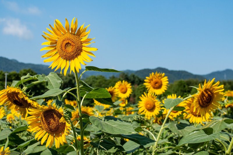 ひまわり畑でつかまえて 仰かおる Note ひまわり畑でつかまえて 仰かおる Note