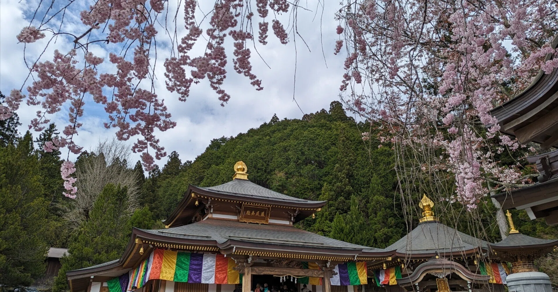 高野山の桜🌸と『廿日大師ご開帳』｜さりー