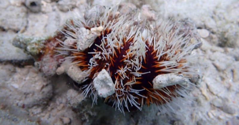 離島への旅　８日目　ウミウシ発見！