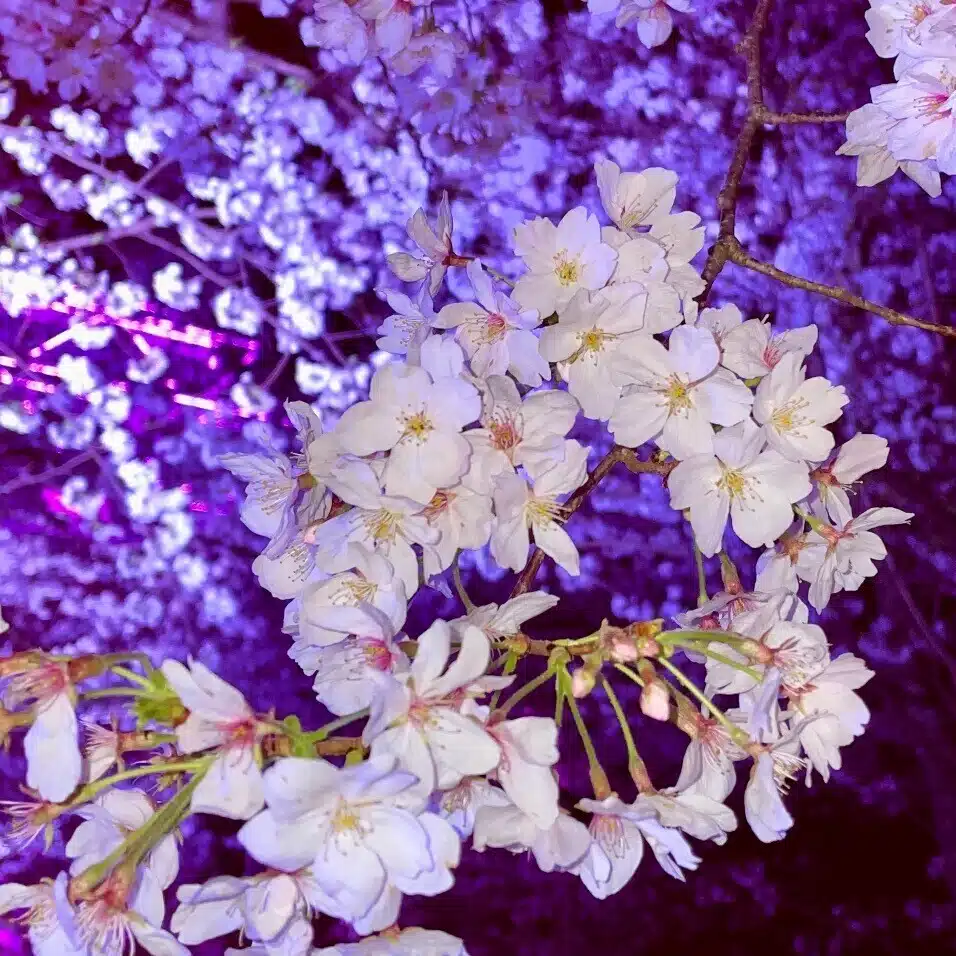 春藤あずさ