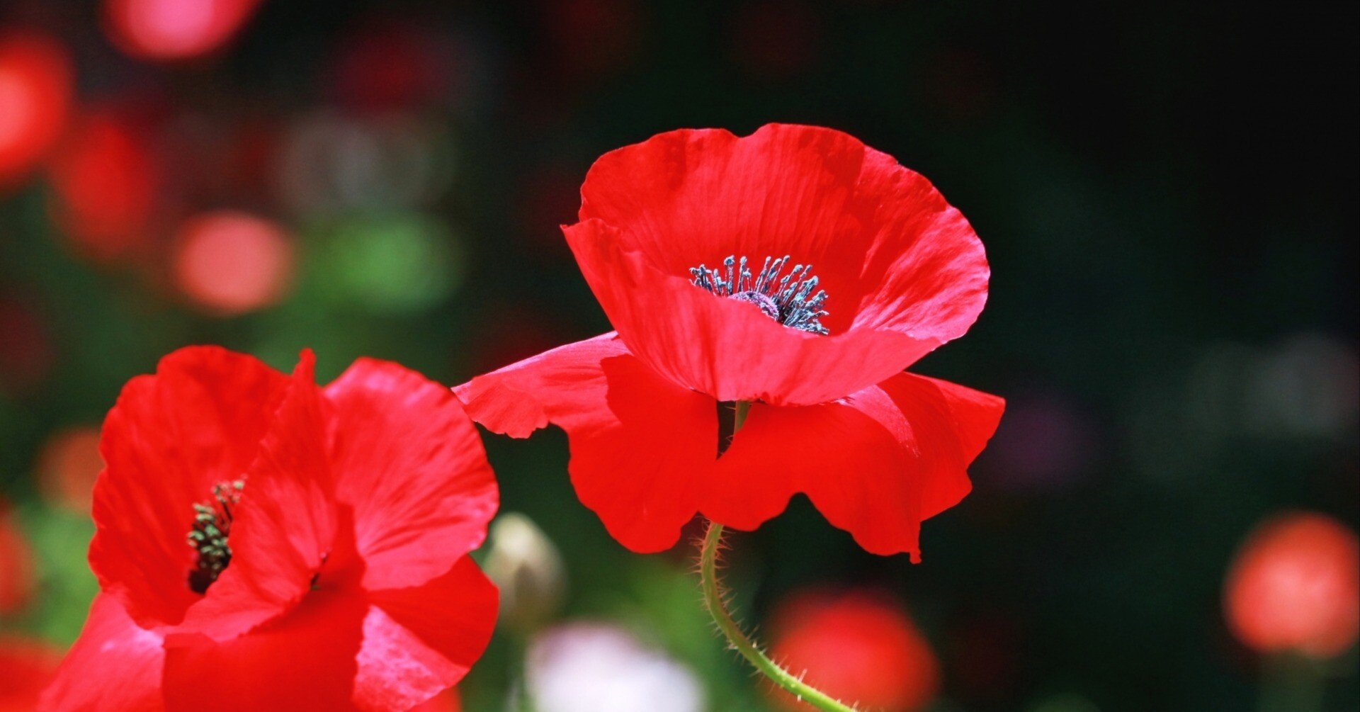 f1838cd8dbecbc7623a62db2a1a517