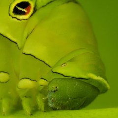シェルブリット（幾原邦彦＆永野護）（絶版本）【我々が入手した情報