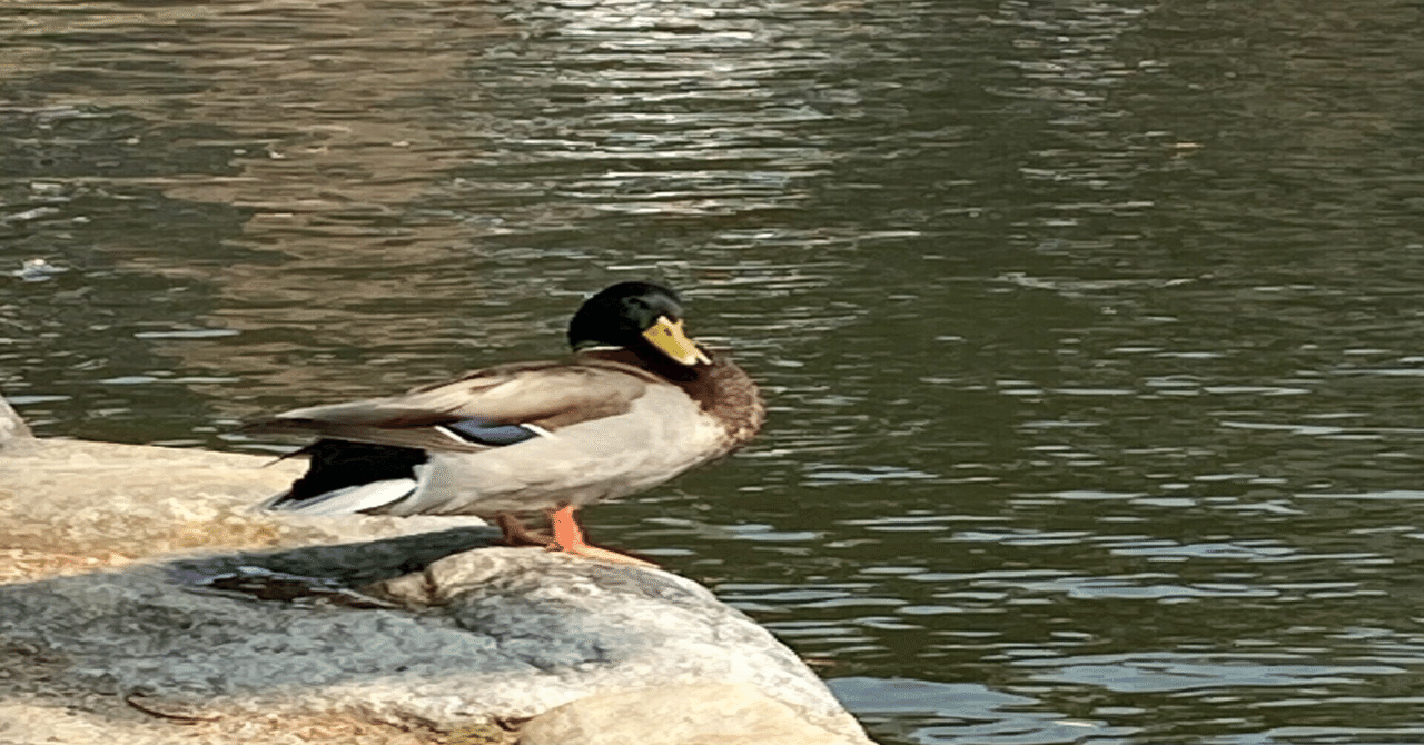 発表会の詳細です。|バッファロー吾郎A