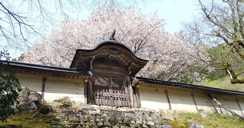 常照皇寺で心静かに桜を愛でる