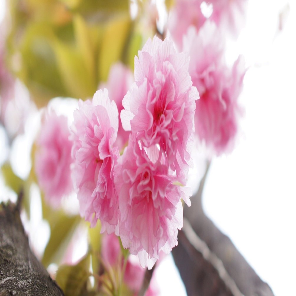 名玉カールツァィス　SAL2470Z 程度良し！ 名玉カールツァィス SAL2470Z 程度良し！