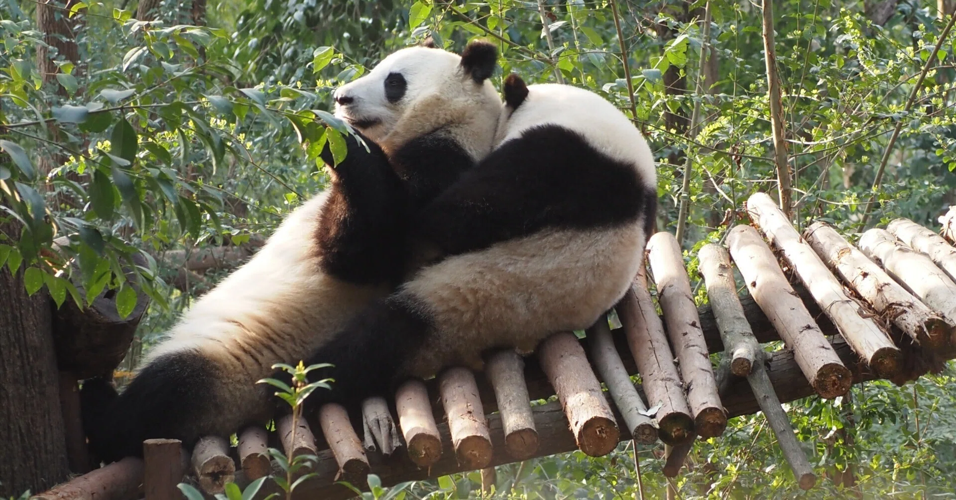 成都基地パンダ｜和花・和叶・お隣🐼｜meguxiang