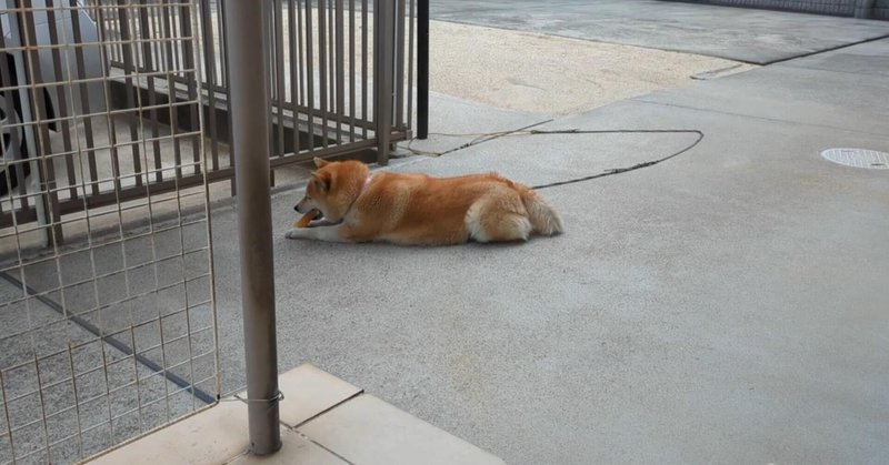 食べてしまっても無害のかんでるCORNを普通に食べる柴犬あい