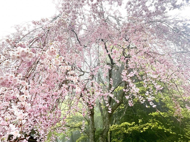 雨の比叡山。桜も残っていて、モヤがかかり幻想的な美しさでした。