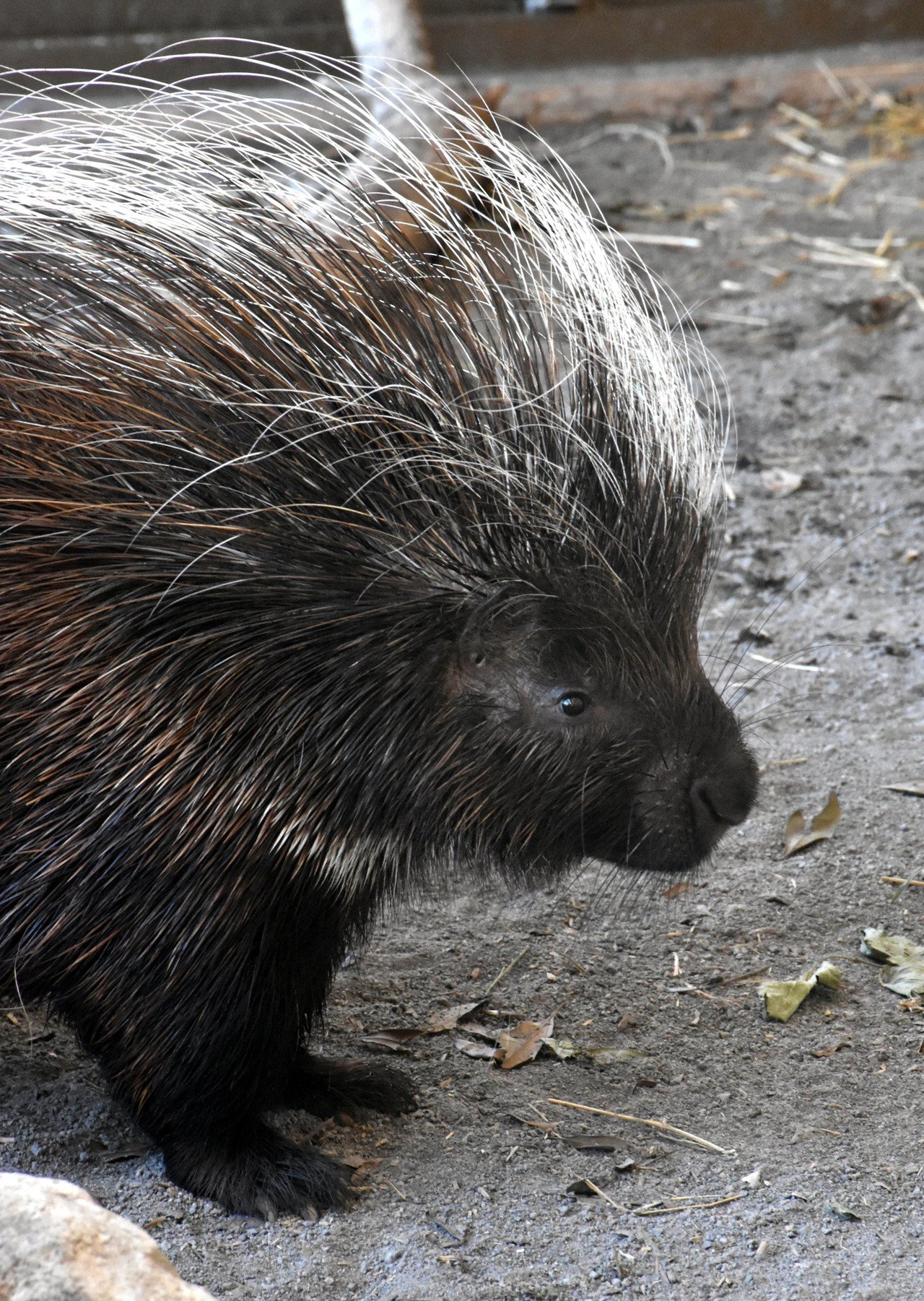 アフリカタテガミヤマアラシ 齧歯目ヤマアラシ科 Hirahiranote Note