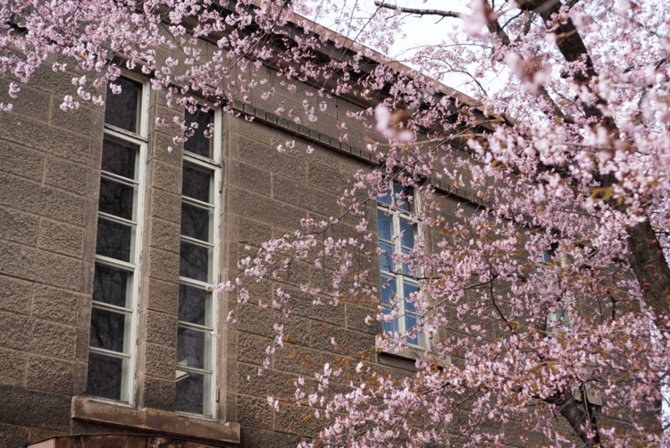 札幌で早咲き桜といえばこちらの札幌資料館。歴史ある建物に桜が映えます。北海道はこれからどんどん咲いていきます。楽しみだな。
