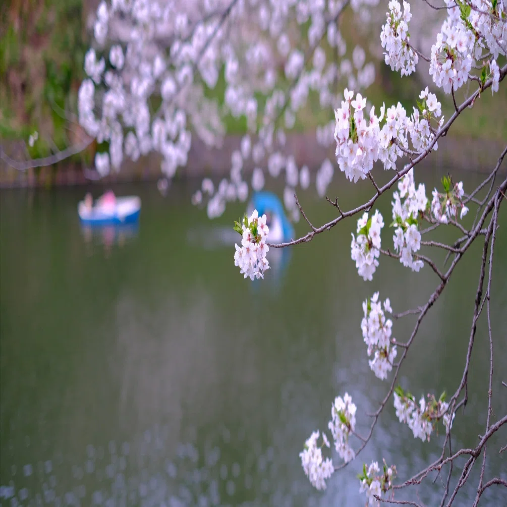 千鳥ヶ淵の桜 #070_2404｜(´・ω・｀)