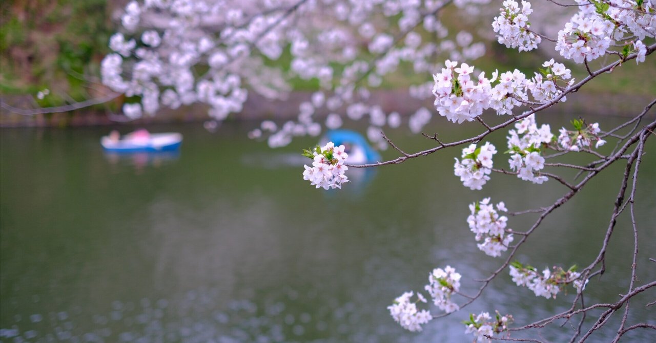 千鳥ヶ淵の桜 #070_2404｜(´・ω・｀)
