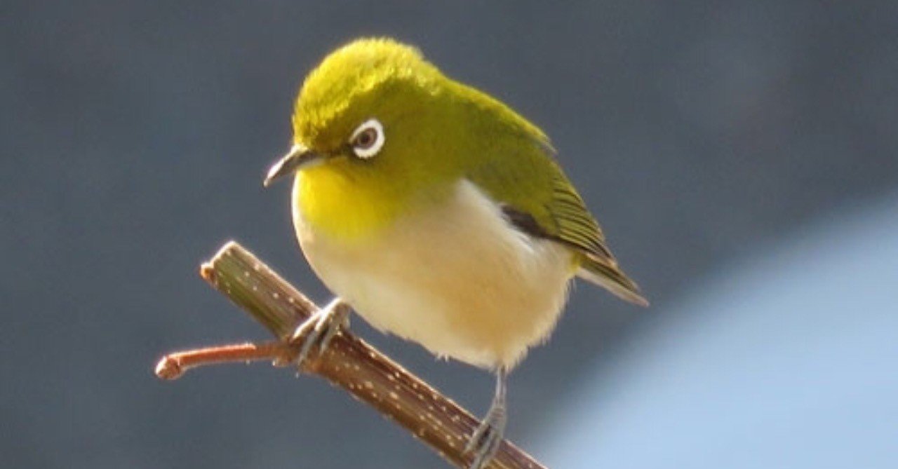 第4回 目元が素敵な野鳥 翆野 大地 Note