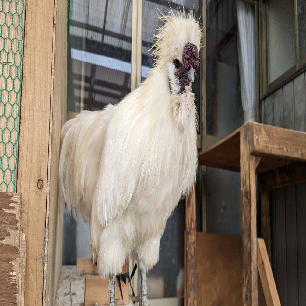 ニワトリとの暮らし｜のんびり農園