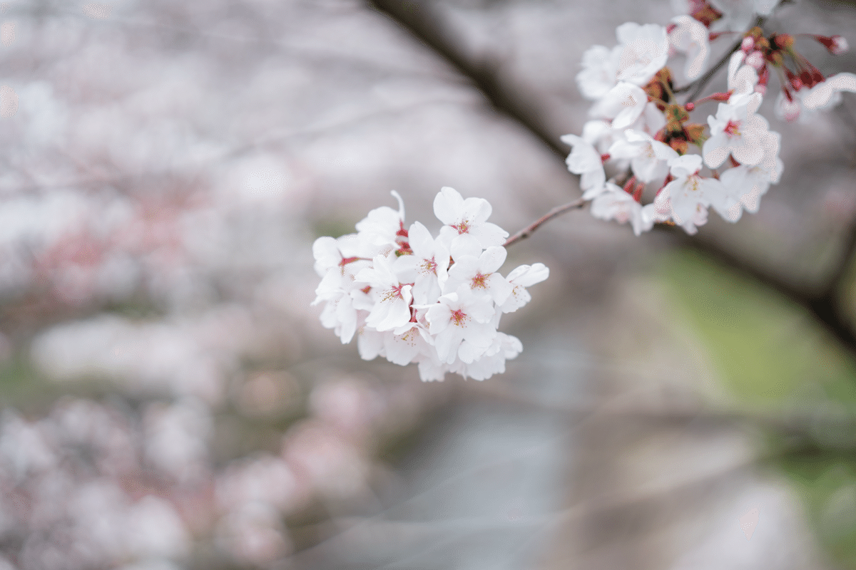 春の桜撮影やスナップ撮影❤️スマホに写真転送OK❤️ニコン.A100 Coolpix 春の桜撮影やスナップ撮影❤️スマホに写真転送OK❤️ニコン