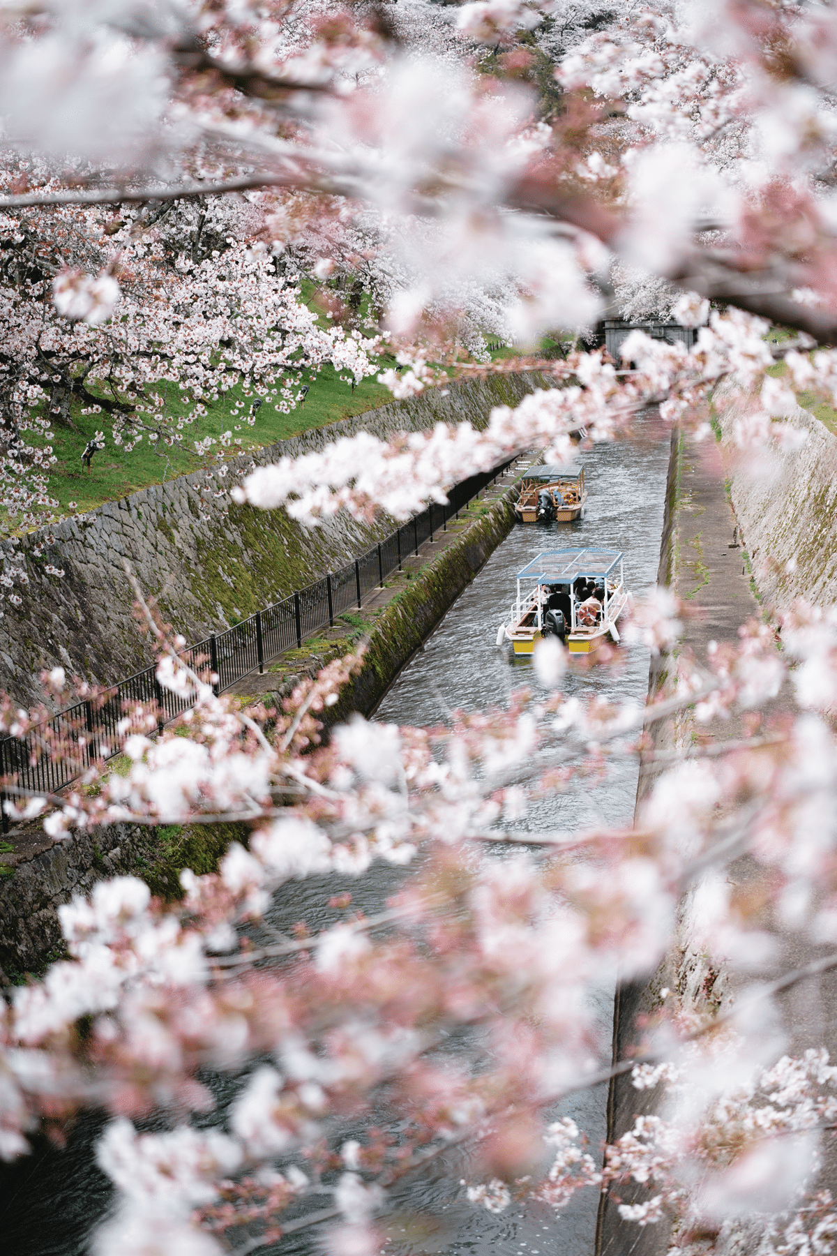 SIGMA 50mm F2 DG DN」で撮る春の桜スナップ｜don