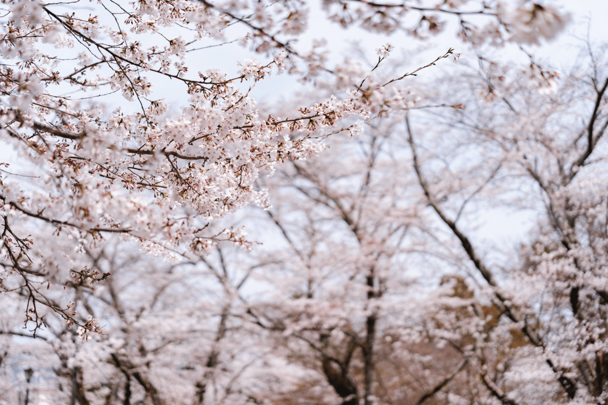 SIGMA 50mm F2 DG DN」で撮る春の桜スナップ|don SIGMA 50mm F2 DG DN」で撮る春の桜スナップ|don