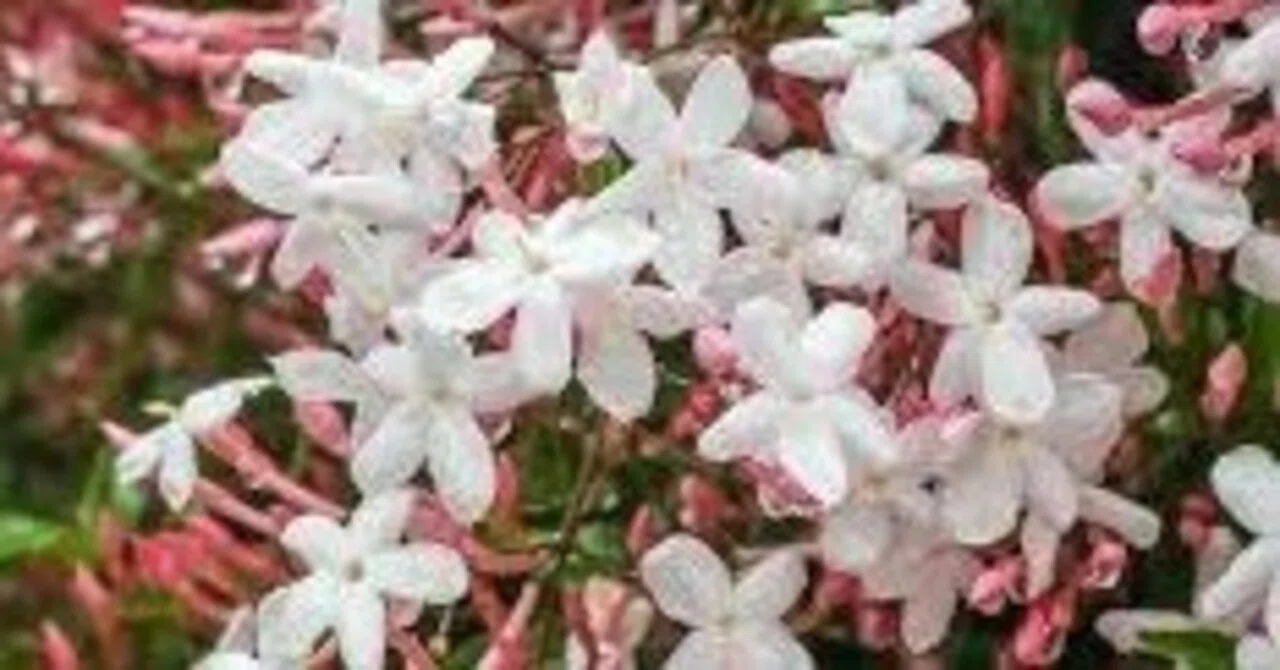 お隣の空き家 ジャスミン屋敷になる｜ecco