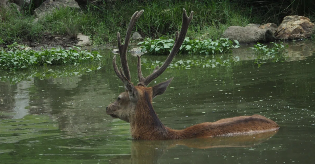 アカシカ図鑑 Red Deer|M_ayumi
