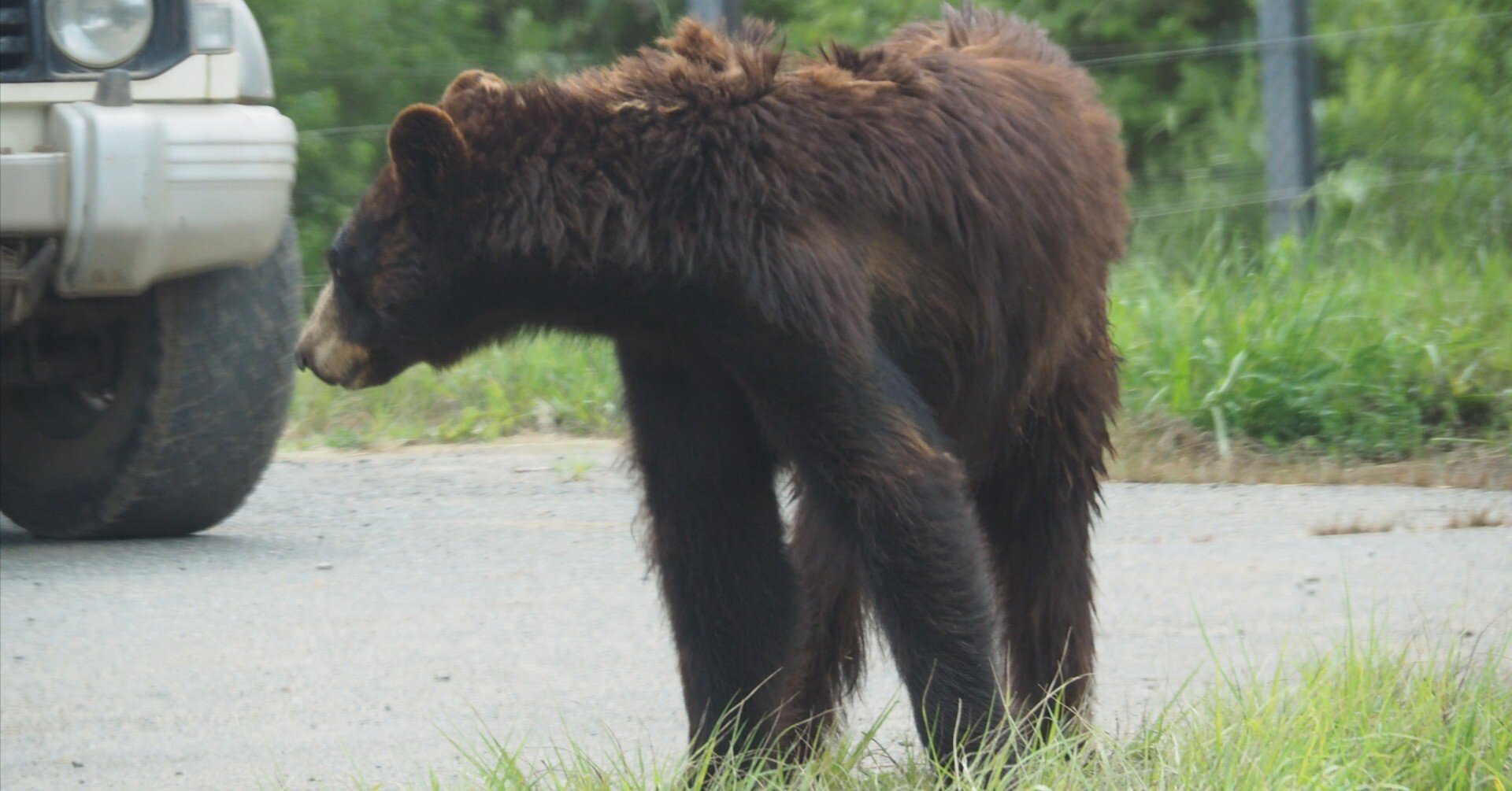 アメリカクロクマ図鑑 American Black Bear｜M_ayumi