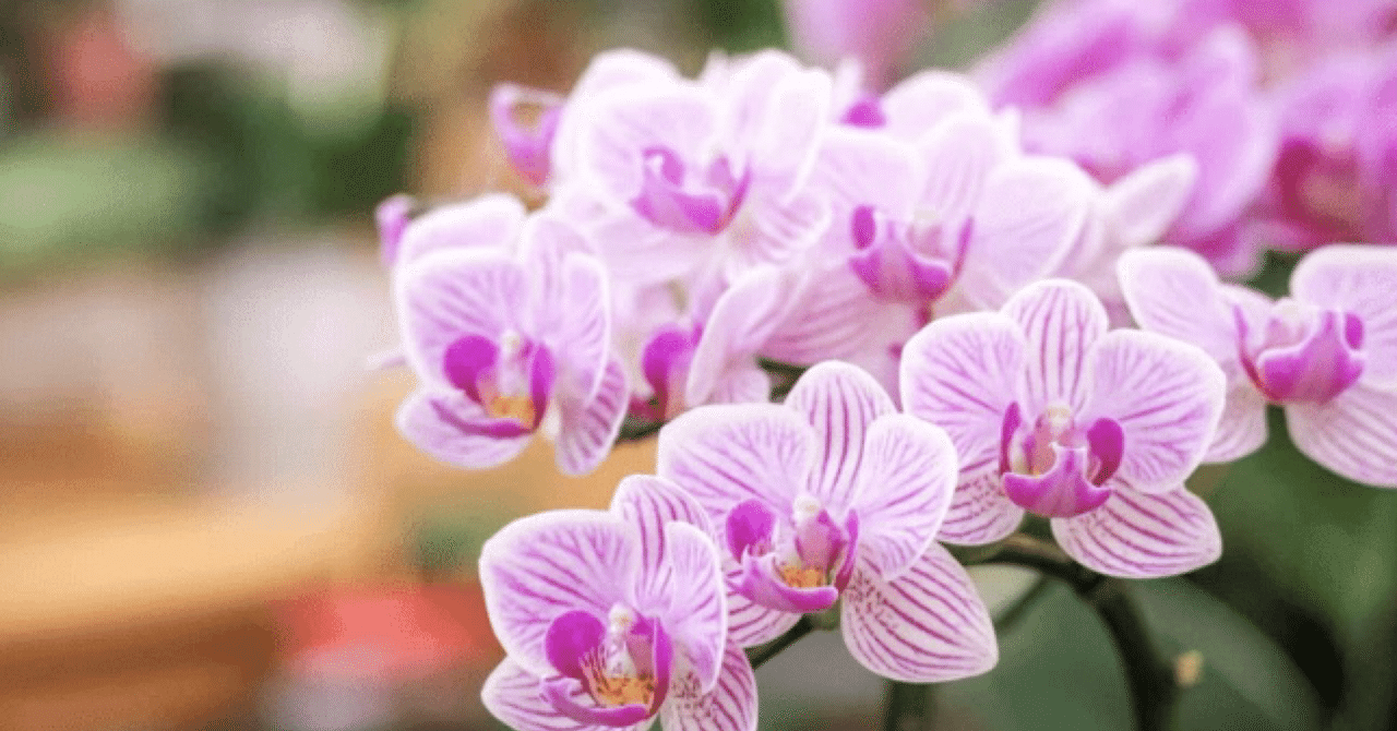 母の日にお花を贈ろう!【ミディ胡蝶蘭】|D.STYLE 母の日にお花を贈ろう!【ミディ胡蝶蘭】|D.STYLE