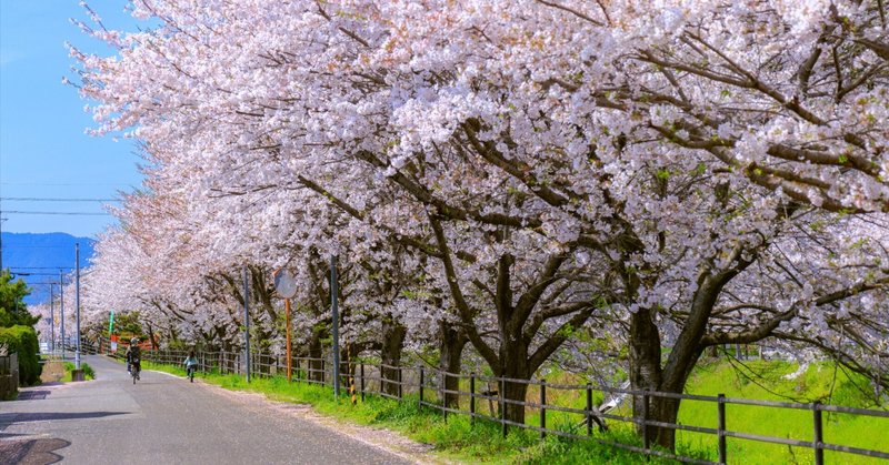 葉山川の桜並木