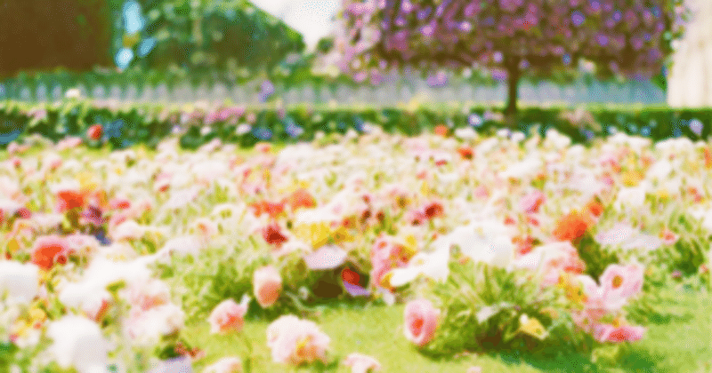 愛しい君にはグリンの庭と花吹雪を（創作）#シロクマ文芸部