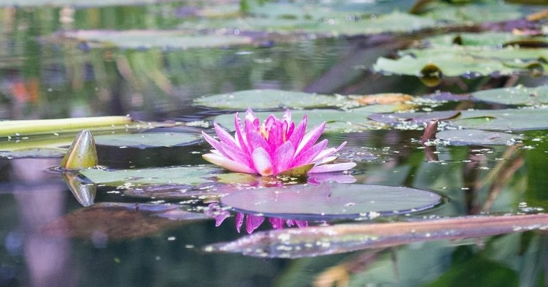 蓮（睡蓮）の花