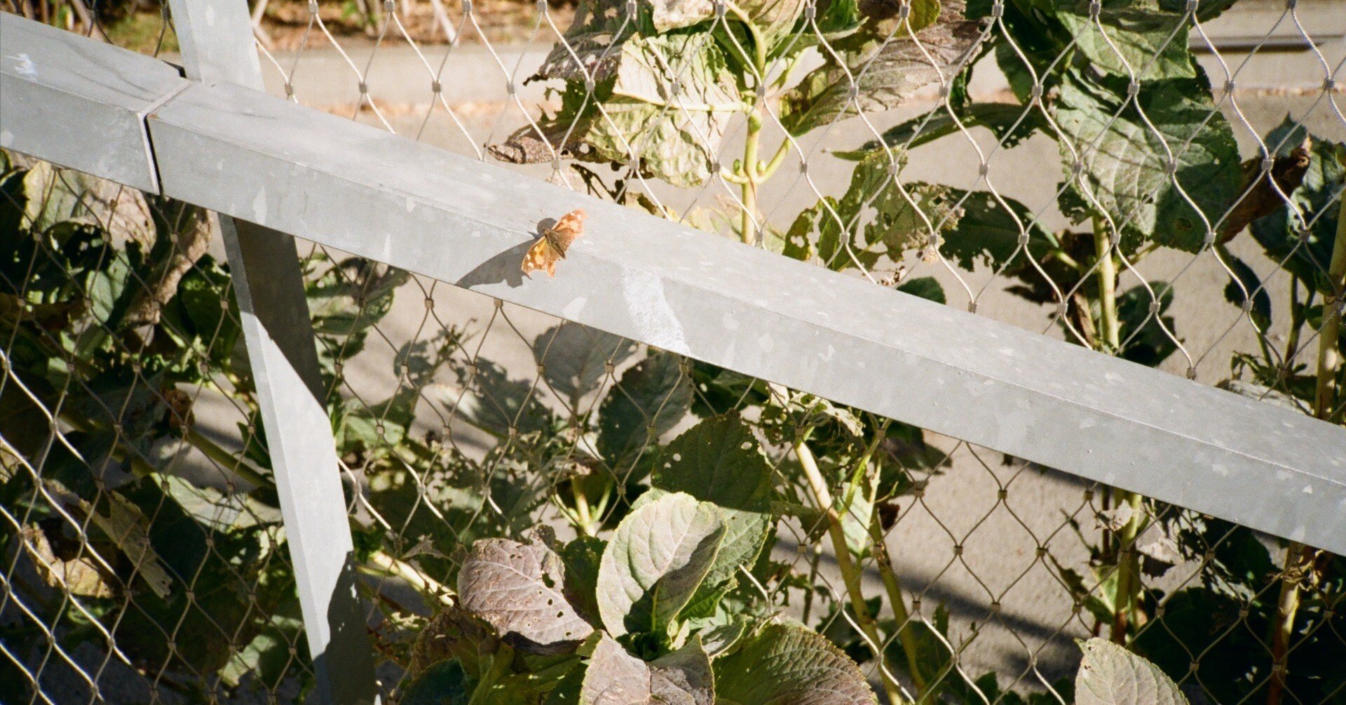 2024.04.22 動作未確認ガチャで買ったフィルムカメラの結果｜Sanzen