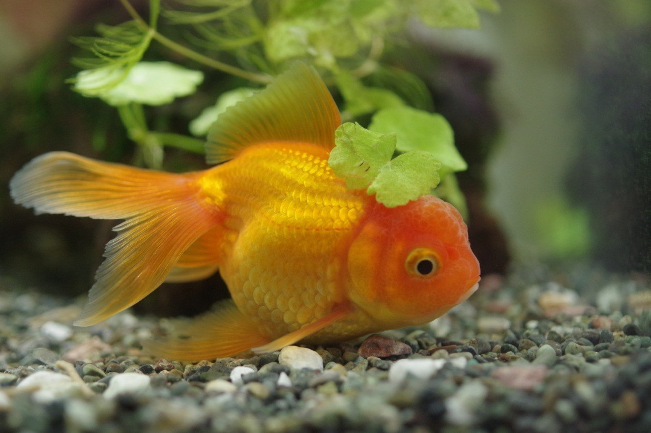 むずむず脚症候群の改善 スモウニシ Note