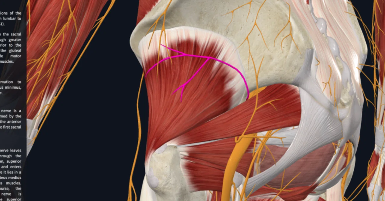 The Superior Gluteal Nerve And Its Symptoms the-superior-gluteal-nerve-and-its-symptoms