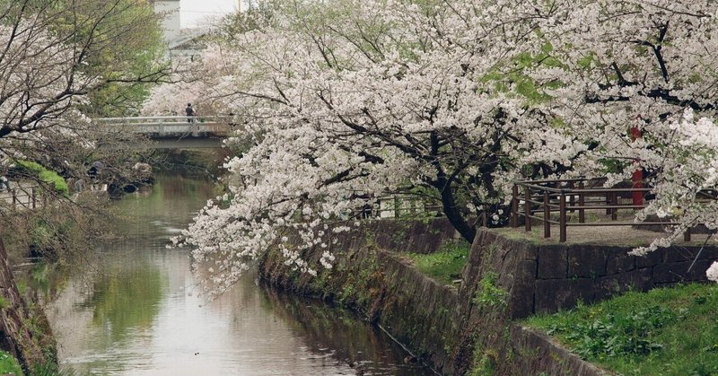 中判カメラで撮った桜