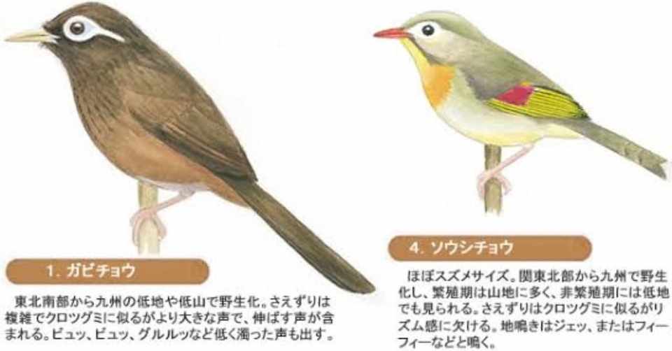 第490回 特定外来生物の野鳥 ソウシチョウ ガビチョウ共に3回目 翆野 大地 Note