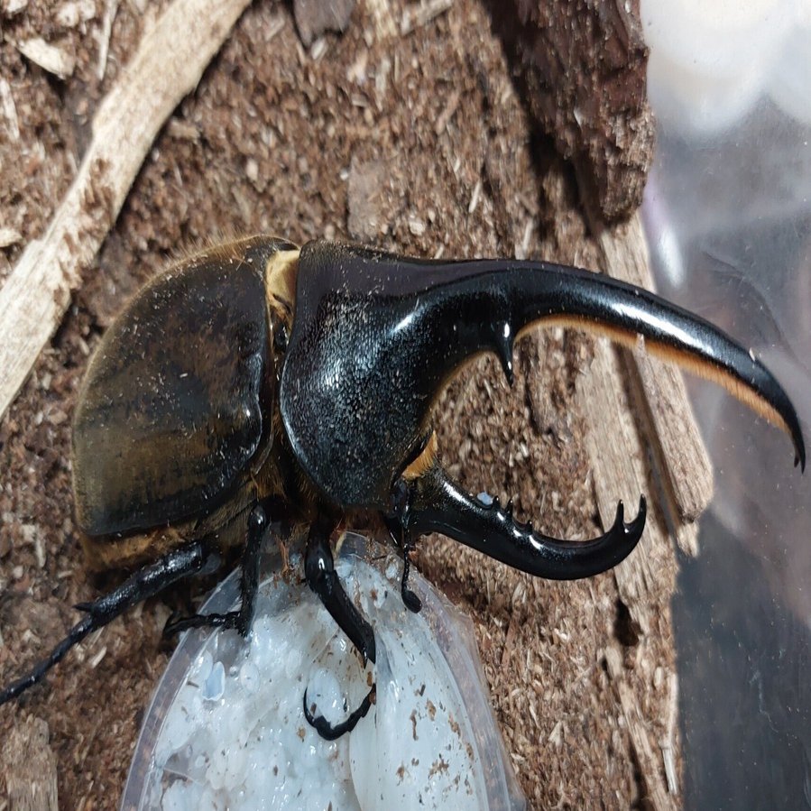 2024ヘラクレス・ブリュゼニ飼育記録｜ささがわ