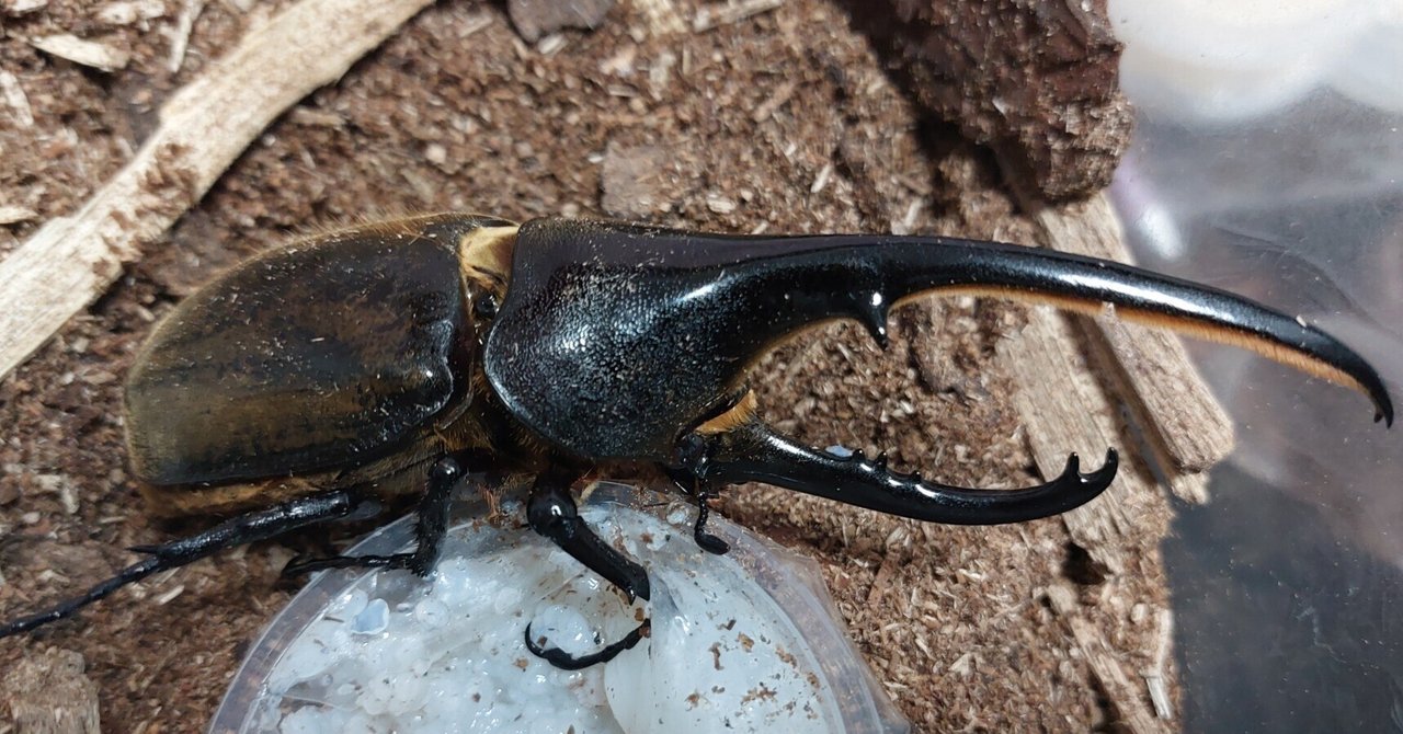 2024ヘラクレス・ブリュゼニ飼育記録｜ささがわ