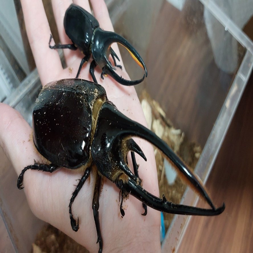 【お取引中】ネプチューンオオカブト　トリオ（♂♀♀） ネプチューンオオカブト ♂138mm ペア – HAWAIIAN BEETLE