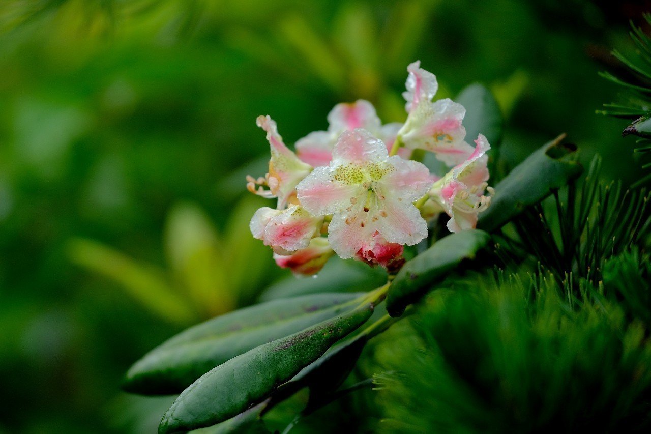 綺麗な花ビラ ハクサンシャクナゲ Hhaannaaiihh Note