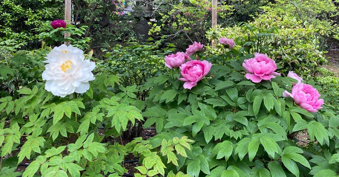 東京探索記 19 落合の牡丹｜露塵散