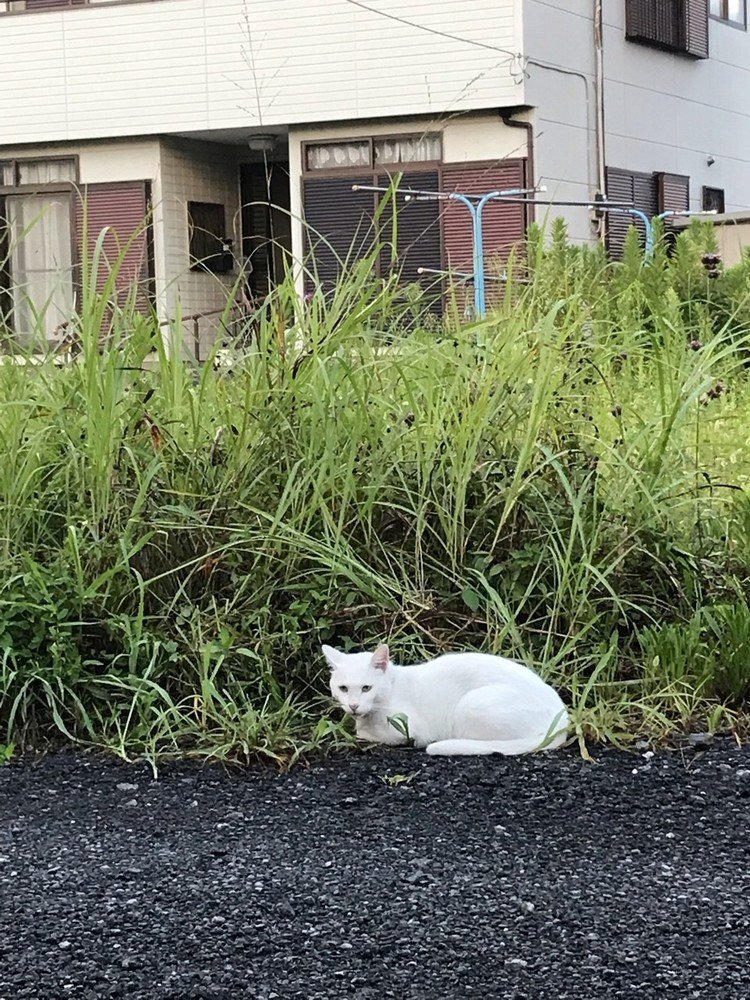 中途半端な場所で寛ぐ白いヤツ