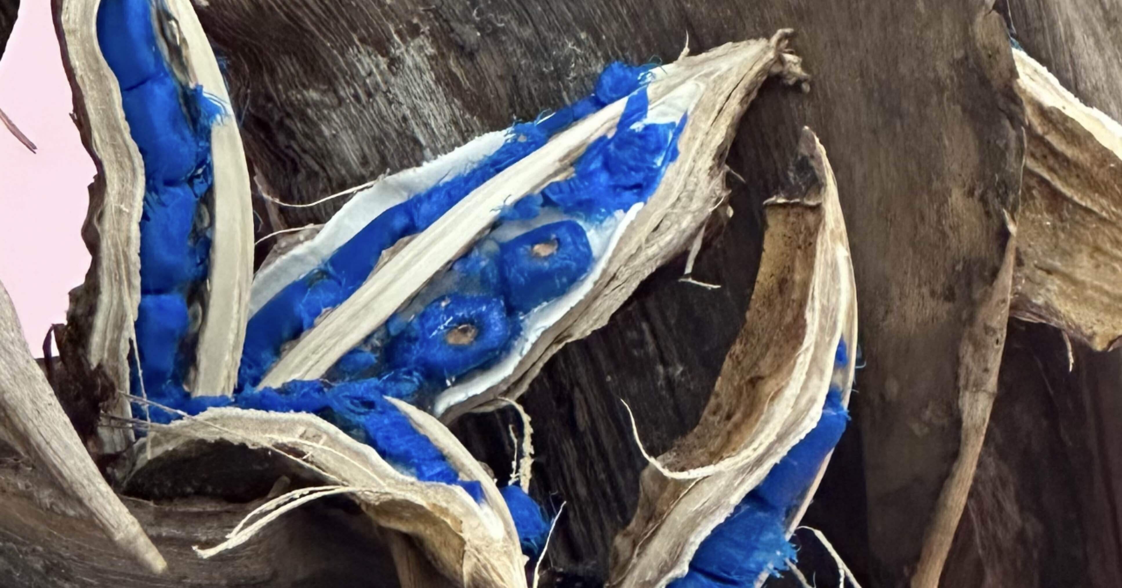 旅人ノ木｜EGGSEED