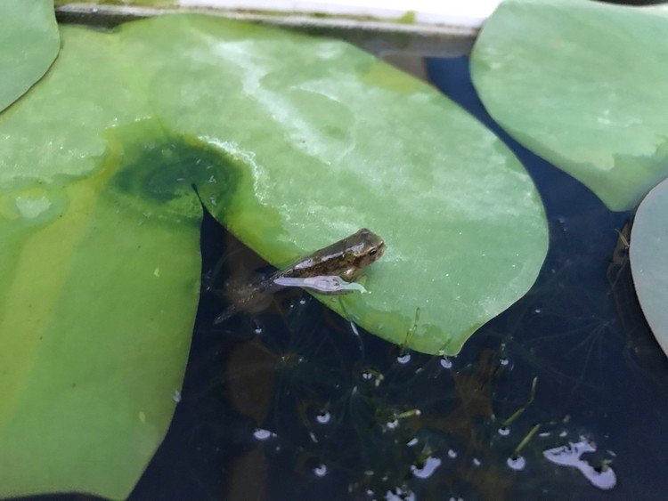 中途半端な身体で寛ぐオタマカエル